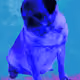 The new Art world feat. Mops