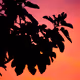 Into the wild frames