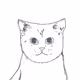 Stray Cato Collections