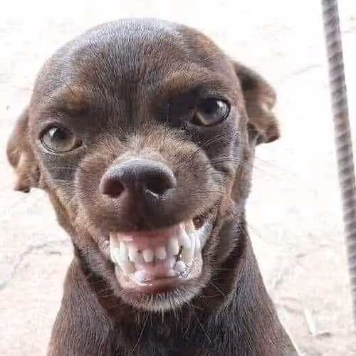 DOGDE FUNNY MEM