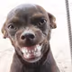 DOGDE FUNNY MEM