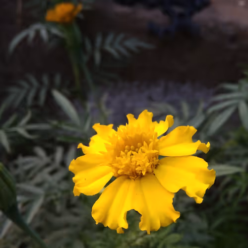 stikar borad #2829023949