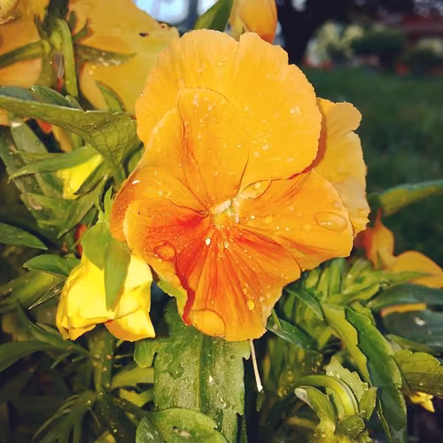 Flowers_in_Bloom529