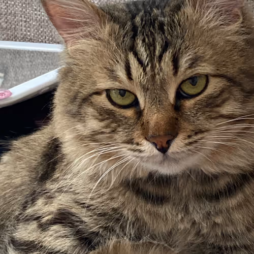 Cats and Space #808008