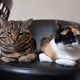 cat life, real life