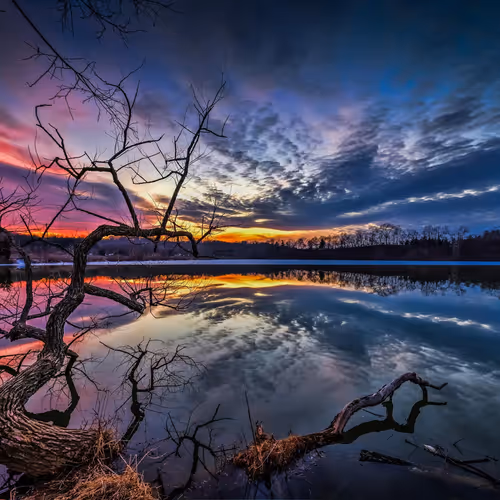 Dreams of a Free Heart