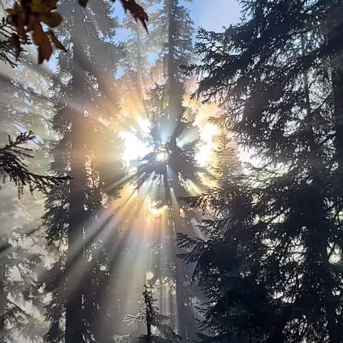 Sunshine Raybeams - old