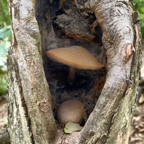 ForestAlive