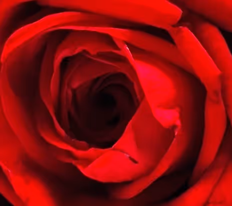 Roses are red, or white, or coloured