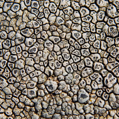 Photography Svetoslav Radkov