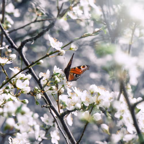 Nature of Beauty: Impressions #1 - old