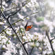 Nature of Beauty: Impressions #1 - old