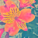 Coloured Flower Art - old