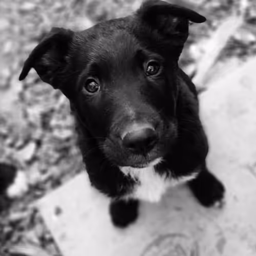 homeless dogs from Tbilisi