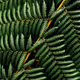 Brazilian Animal