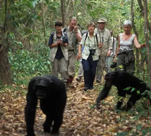Bored Primates Hiking Club