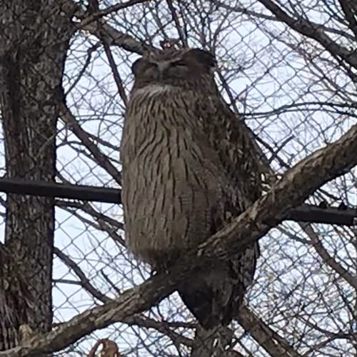wildlife #448967814