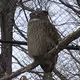 wildlife #448967814