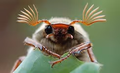 Beetle Buddy's