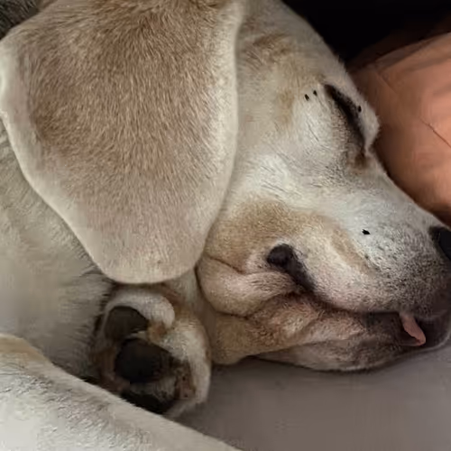 ChillinDog