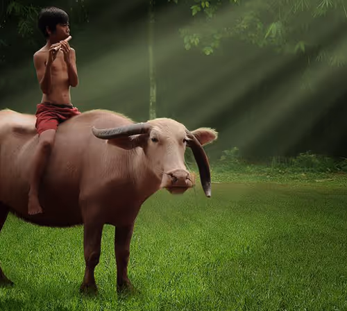 scene collection Country cows #49877112