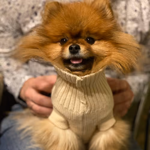 Untitled Collection #51153420