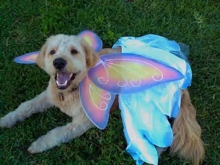 Sophie Collection #51678986