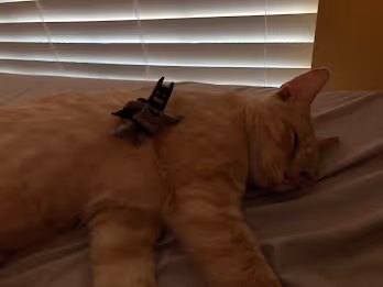 My Werid Cat Named Fonzie