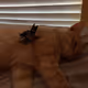 My Werid Cat Named Fonzie