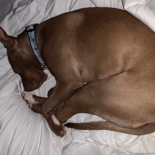 DogBalls