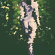 Woman leaves - old