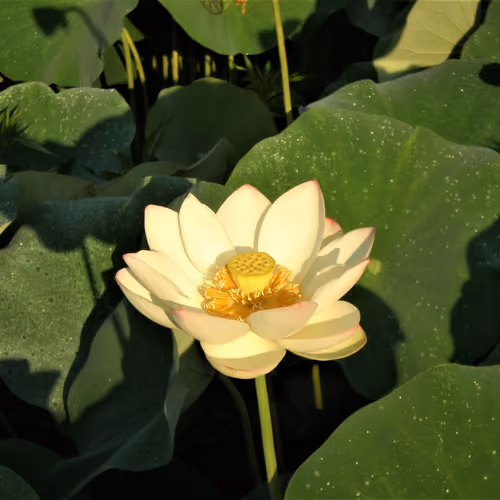 annapuruna flower