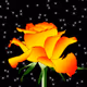 The 9th Rose