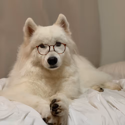 Prince the samoyed