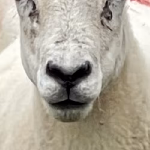 Sheep #60731363