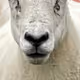 Sheep #60731363