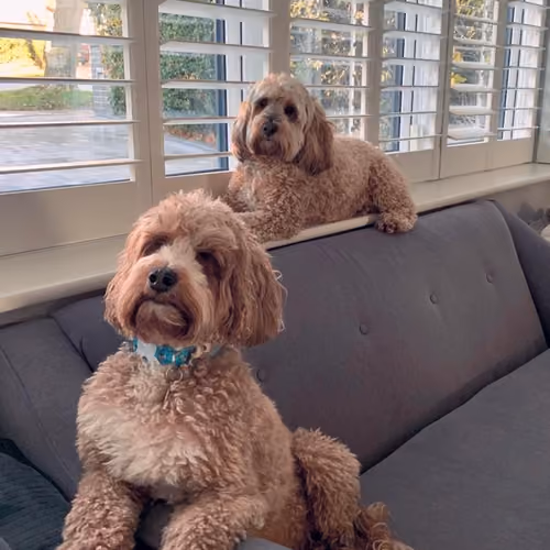 The Miller Puppies