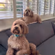 The Miller Puppies