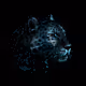 BlockChain Cat Collection