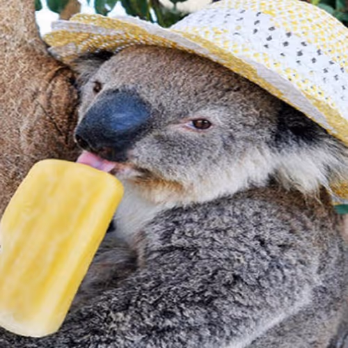 Collection of Hambone