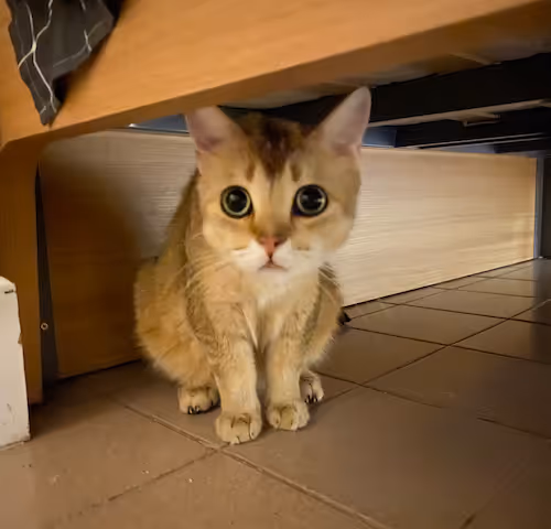 WE ARE HAPPY CAT - Collection