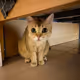 WE ARE HAPPY CAT - Collection