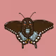 Butterfly and Moth Species