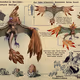 Look_Creatures