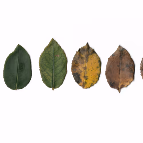 STAGES OF LIFE V2 - old