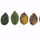 STAGES OF LIFE V2 - old