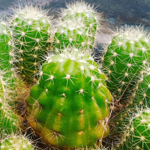CactusART