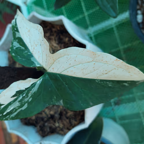 Bambinhi Plantherapy