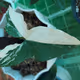 Bambinhi Plantherapy