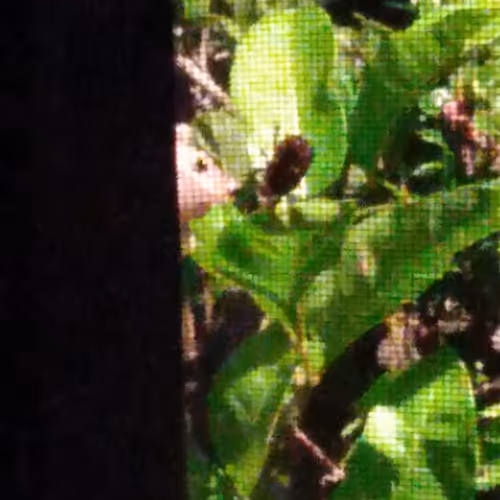 Southern Animals and Nature
